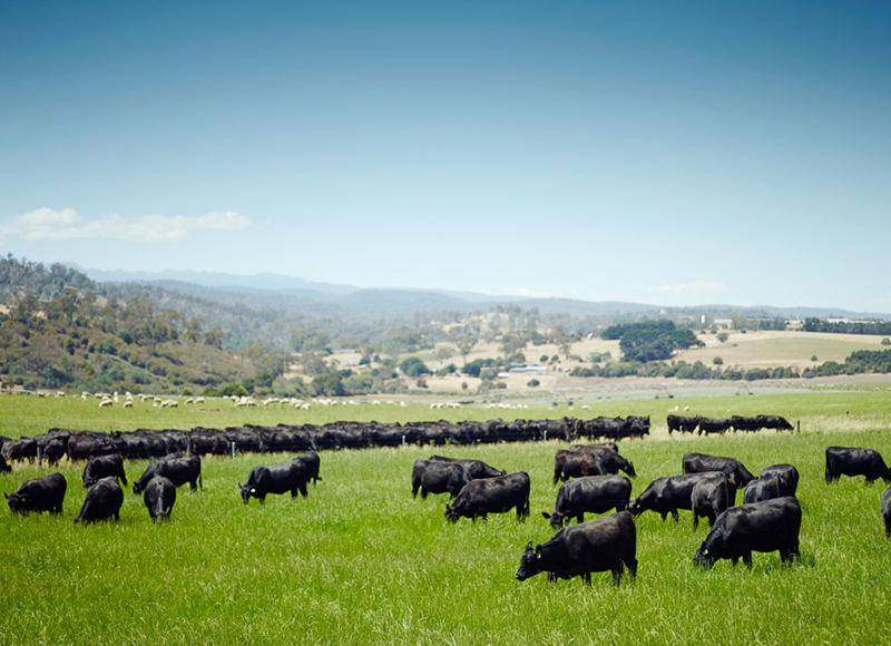 关于 Aussie Beef & Lamb 澳洲牛羊肉